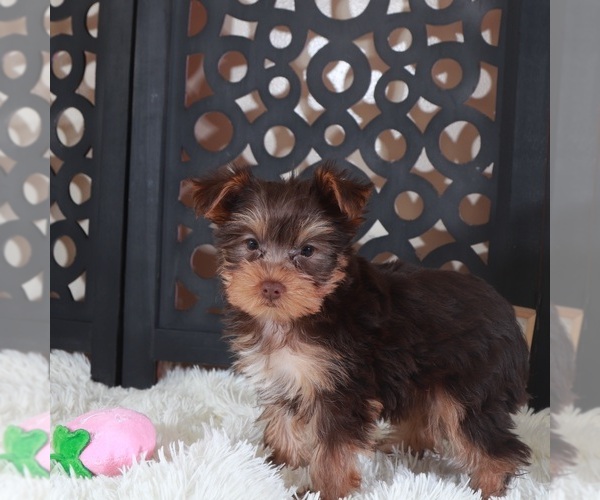 Medium Photo #3 Yorkshire Terrier Puppy For Sale in MOUNT VERNON, OH, USA