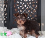 Small #2 Yorkshire Terrier