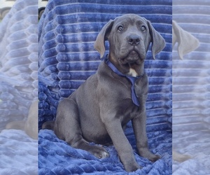 Cane Corso Puppy for sale in MINERAL WELLS, WV, USA