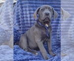 Image preview for Ad Listing. Nickname: Bocephus