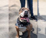 Small #4 Bulldog Mix