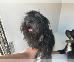 Havanese-Unknown Mix Dogs for adoption in Houston, TX, USA