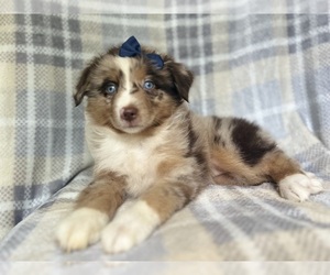 Miniature Australian Shepherd Puppy for sale in LAKELAND, FL, USA