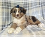 Image preview for Ad Listing. Nickname: Tally