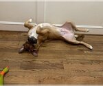Small Photo #3 Black Mouth Cur-Boxer Mix Puppy For Sale in HOUSTON, TX, USA