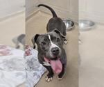 PEARL - Female Mutt Dog for Adoption - Small photo