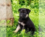 Small Photo #2 German Shepherd Dog Puppy For Sale in LAKEVILLE, OH, USA