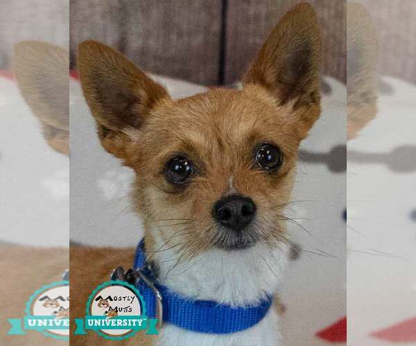 Medium Photo #1 Chihuahua-Unknown Mix Puppy For Sale in Kennesaw, GA, USA