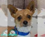 Small Chihuahua Mix