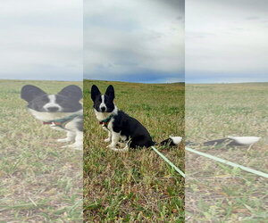 Mutt Dogs for adoption in Denver , CO, USA