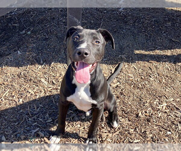 Medium Photo #1 Mutt Puppy For Sale in Orange, CA, USA