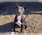FLYNN - Male Mutt Dog for Adoption - Small photo