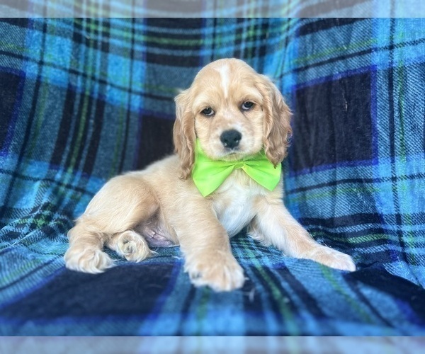 Medium Photo #1 Cocker Spaniel Puppy For Sale in LAKELAND, FL, USA