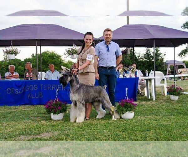 Medium Photo #1 Schnauzer (Giant) Puppy For Sale in Hatvan, Heves, Hungary