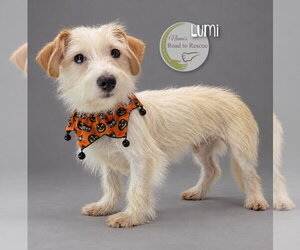 Mauxie Dogs for adoption in Benton, LA, USA