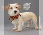 Lumi - Male Mauxie Dog for Adoption - Small photo