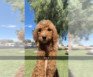 Goldendoodle Puppy for sale in TEMPE, AZ, USA