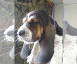 Small Photo #7 Basset Hound Puppy For Sale in PETERSBURG, IN, USA