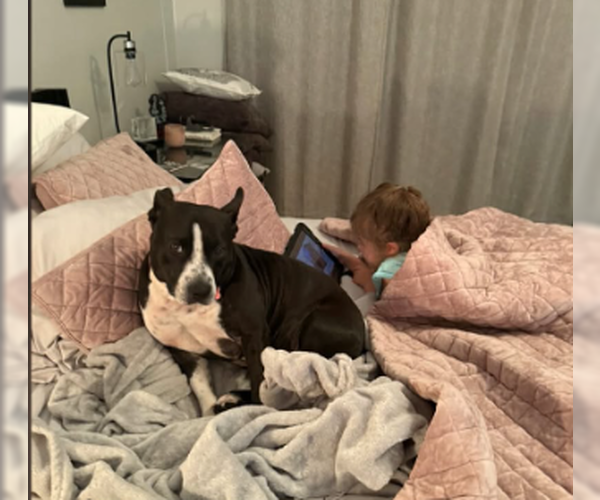 Medium Photo #3 Staffordshire Bull Terrier-Unknown Mix Puppy For Sale in Dallas, TX, USA