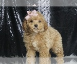 Puppy Merry F1B Maltipoo