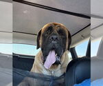 Small #2 Mastiff