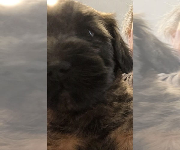 Medium Photo #5 Soft Coated Wheaten Terrier Puppy For Sale in ACTON, TX, USA