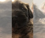 Small Photo #5 Soft Coated Wheaten Terrier Puppy For Sale in ACTON, TX, USA