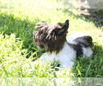 Small Photo #11 Yorkshire Terrier Puppy For Sale in HOLLYWOOD, FL, USA