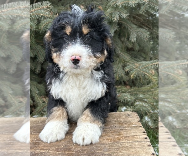 Medium Photo #2 Miniature Bernedoodle Puppy For Sale in MIDDLEBURY, IN, USA