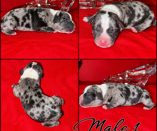 Medium Photo #1 American Bully Puppy For Sale in TRENTON, NJ, USA