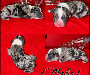 American Bully Litter for sale in TRENTON, NJ, USA