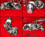 Litter of 9 - Male(s) and Female(s) American BullyLitter of Puppies for Sale - Small photo