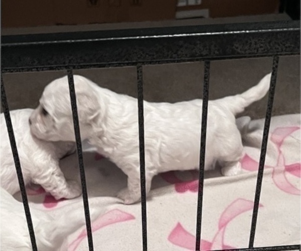 Medium Photo #10 Bichon Frise Puppy For Sale in FAYETTEVILLE, GA, USA