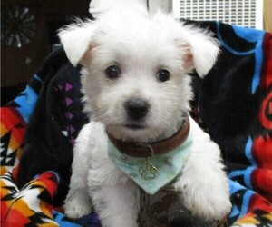 West Highland White Terrier Puppy for sale in PITTSBURG, KS, USA