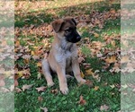 pumpkin - Female German Shepherd Dog Puppy for Sale - Photo #2