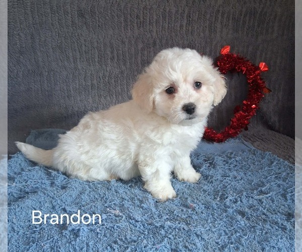 Medium Photo #2 Bichon Frise Puppy For Sale in MOUNT PLEASANT, MI, USA