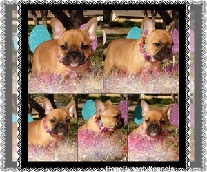 French Bulldog Dog for Adoption in CROWLEY, Texas USA