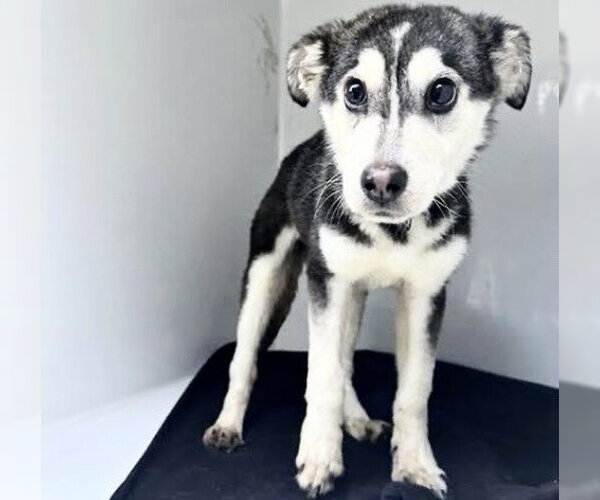 Medium Photo #1 Siberian Husky-Unknown Mix Puppy For Sale in Houston, TX, USA