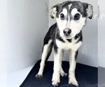 Small Siberian Husky Mix