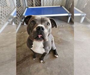 American Pit Bull Terrier Dogs for adoption in El Centro, CA, USA
