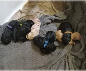 Goldendoodle Litter for sale in FISHER, IL, USA