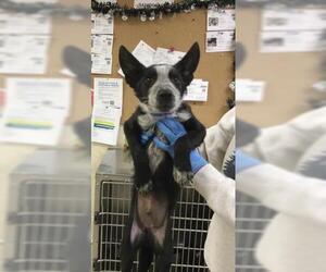 Texas Heeler Dogs for adoption in Riverside, CA, USA