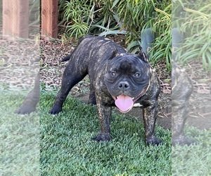 Father of the American Bully puppies born on 12/23/2022