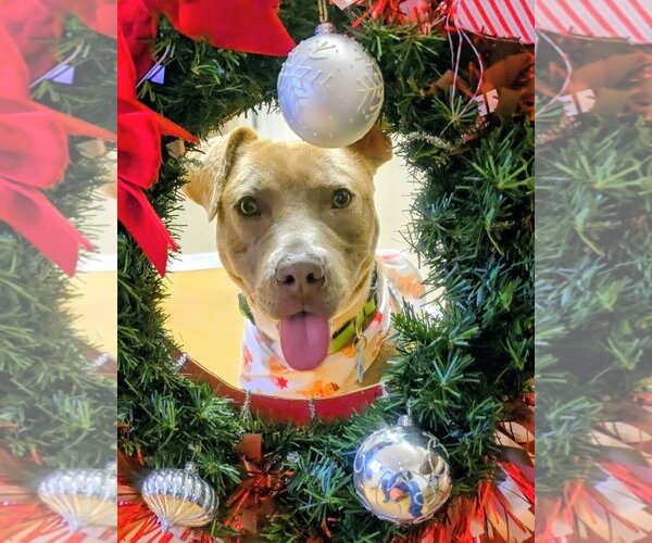 Medium Photo #3 American Pit Bull Terrier-Unknown Mix Puppy For Sale in Rockaway, NJ, USA