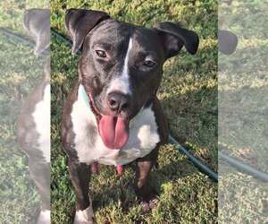 Mutt Dogs for adoption in Greenville, SC, USA