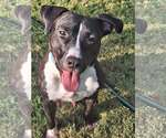 Wyatt - Male Mutt Dog for Adoption - Small photo