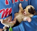 Small #8 Miniature Bernedoodle