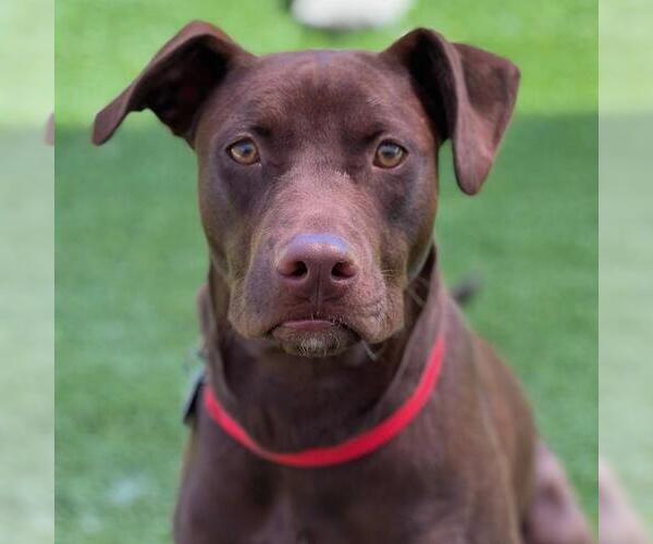 Medium Photo #2 Labrador Retriever-Unknown Mix Puppy For Sale in San Diego, CA, USA