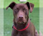 Small Photo #2 Labrador Retriever-Unknown Mix Puppy For Sale in San Diego, CA, USA