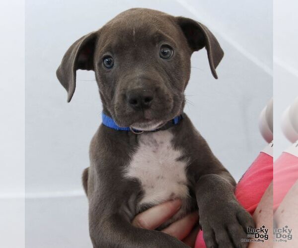 Medium Photo #3 Mutt Puppy For Sale in Washington, DC, USA